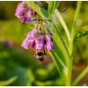Consoude (symphytum officinale ) 