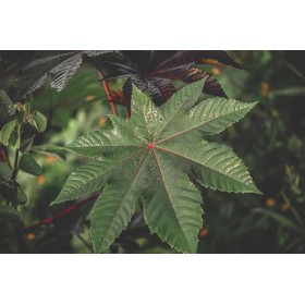 Ricin rouge impala  2