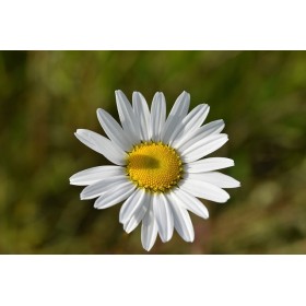 Paquerette simple des prés 