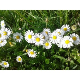 Paquerette simple des prés  2