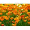 Eschscholtzia simple orange 