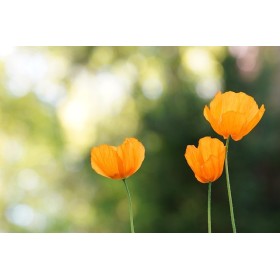 Eschscholtzia simple orange  2