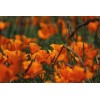 Eschscholtzia simple orange 