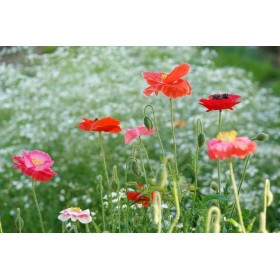 Eschscholtzia simple varié  2