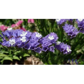 Statice sinuata varié 