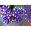 Statice sinuata varié 