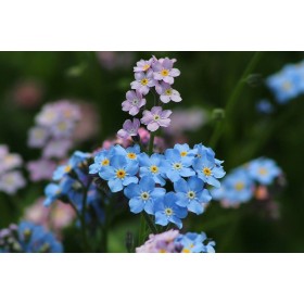 Myosotis des alpes ( alpestris)  