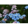Myosotis des alpes ( alpestris)  