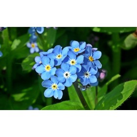 Myosotis des alpes ( alpestris)   2