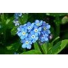 Myosotis des alpes ( alpestris)  
