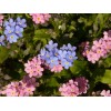 Myosotis des alpes ( alpestris)  