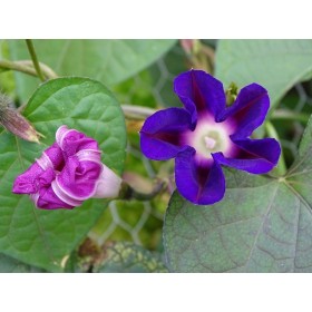 Ipomée volubilis variée 