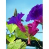 Ipomée volubilis variée 