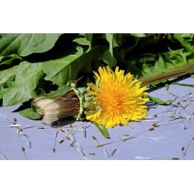 Graines de Pissenlit amélioré à cœur plein