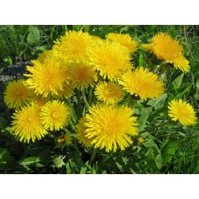 Graines de Pissenlit amélioré à cœur plein 2