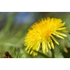 Graines de Pissenlit amélioré à cœur plein