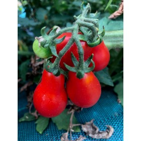 Graines de Tomate Poire red