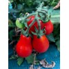 Graines de Tomate Poire red