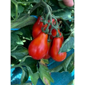 Graines de Tomate Poire red 2
