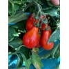 Graines de Tomate Poire red