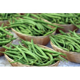 Graines d'Haricots nain Mangetout contender