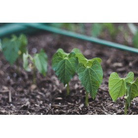 Graines d'Haricot nain à filet triomphe de Farcy