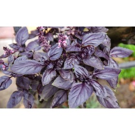 Basilic Dark Opal (rouge) 