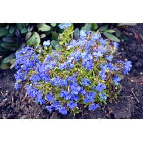 Cerfeuil commun simple  2