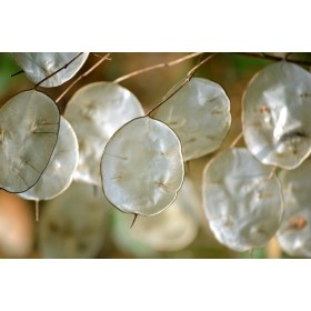 Graines de Ciboule rouge | Graines de Style 2