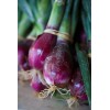Ciboule rouge 