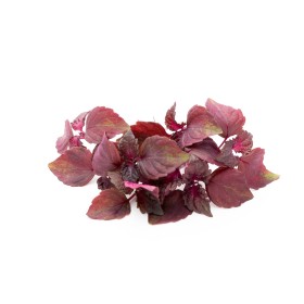 Perilla rouge (Shiso) 