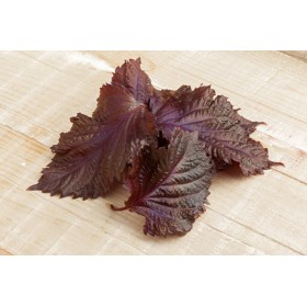 Perilla rouge (Shiso)  2