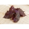 Perilla rouge (Shiso) 