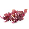 Perilla rouge (Shiso) 
