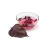 Perilla rouge (Shiso) 