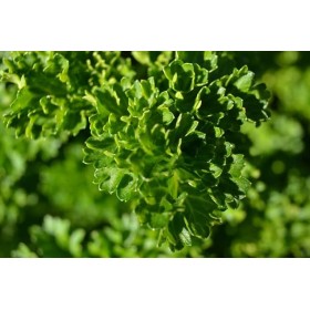 Persil frisé vert foncé (double)  2