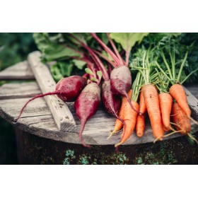 Betterave Cylindra  2