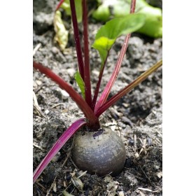 Betterave Globe de Détroit améliorée  2