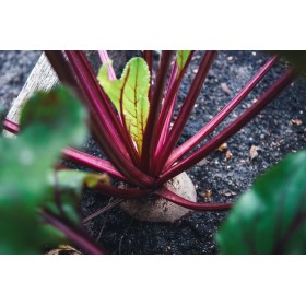 Betterave Noire plate d'Egypte  2