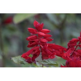 Graines de Cardon plein blanc inerme | Graines de Style 2