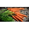 Carotte longue lisse de Meaux 