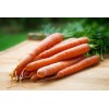 Carotte longue lisse de Meaux 