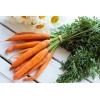 Carotte longue lisse de Meaux 