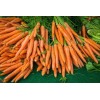 Carotte longue lisse de Meaux 