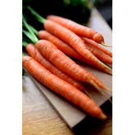 Carotte ½ longue Nantaise améliorée 
