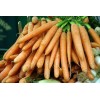 Carotte ½ longue Nantaise améliorée 