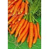 Carotte ½ longue Nantaise améliorée 