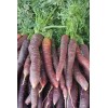 Carotte Hyb. Purple Haze 