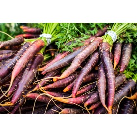 Carotte Hyb. Purple Haze  2