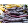 Carotte Hyb. Purple Haze 